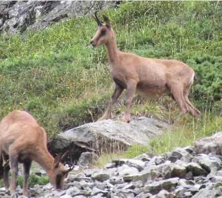 Au Pied Des Pistes , Tourmalet, Balcon Plein Sud *